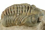 Reedops Trilobite - Atchana, Morocco #312336-2